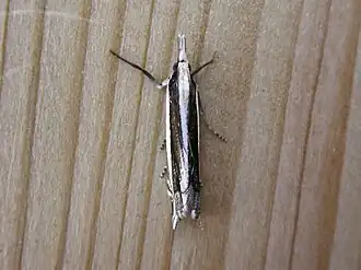 Angustalius malacellus