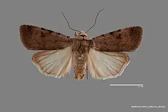 Euagrotis exuberans