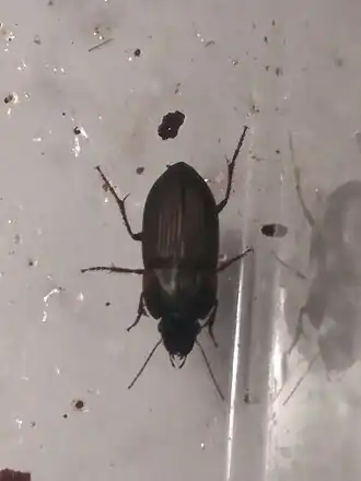 Anisodactylus rusticus