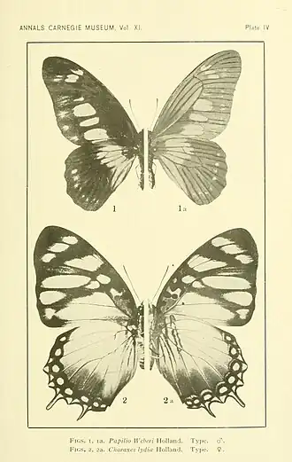 Charaxes lydiae