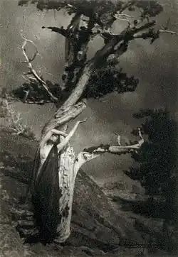 The dying Cedar