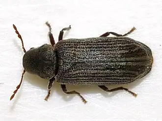 Hemicoelus costatus