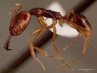 Anochetus obscuratus