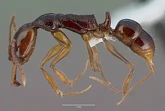 Anochetus pellucidus