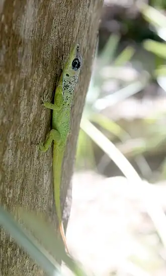 Anolis extremus