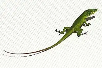 Anolis smaragdinus