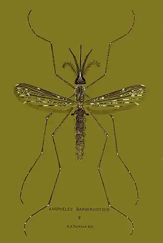 Anopheles barbirostris
