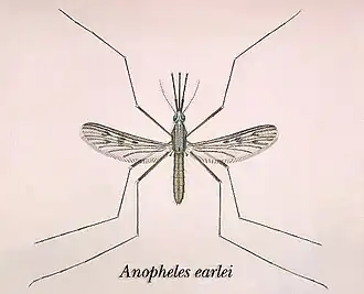 Anopheles earlei