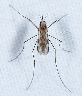 Anopheles franciscanus