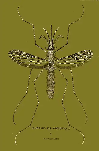 Anopheles maculipalpis