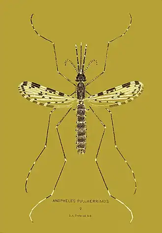 Anopheles pulcherrimus