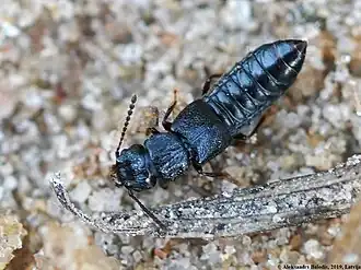 Kartelhalskortschildkever