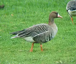 Kolgans(Anser albifrons)