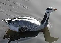 Indische gans