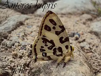 Anteros kupris