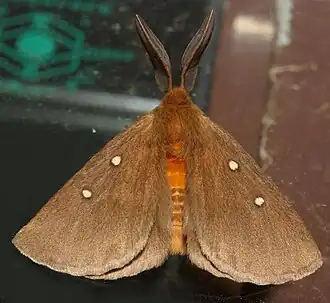 Anthela callispila