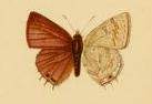 Anthene liodes