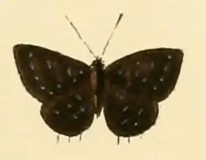 Triclema lucretilis