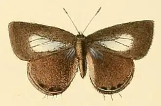 Anthene lycaenoides
