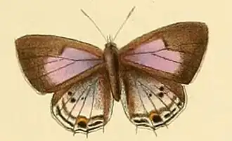 Anthene sylvanus