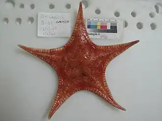 Anthenoides cristatus