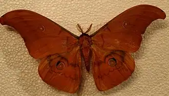 Antheraea rosemariae