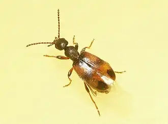 Bloemensnoerhalskever