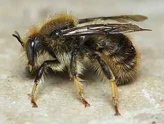 Anthidium montanum