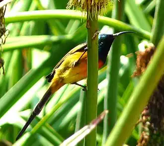 Oranjeborsthoningzuiger