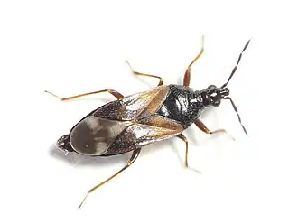 Anthocoris sarothamni