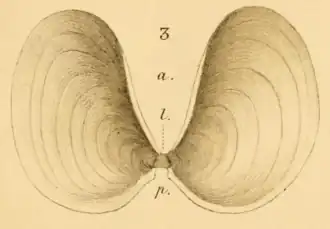 Zeekomkommerschelpje