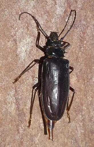 Anthracocentrus capensis