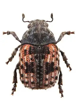 Anthribus fasciatus