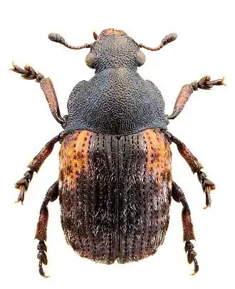 Anthribus scapularis