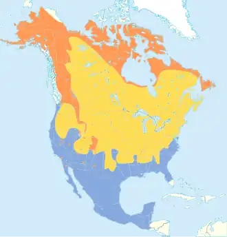 Amerikaanse waterpieper