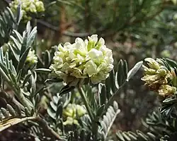 Anthyllis barba-jovis