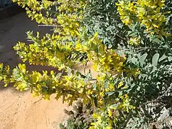 Anthyllis cytisoides