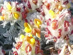 Anthyllis tejedensis