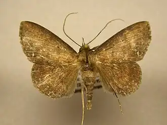 Antiblemma fulvipicta