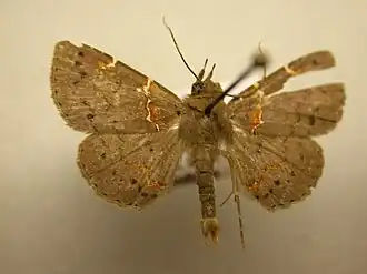 Antiblemma lacteigera