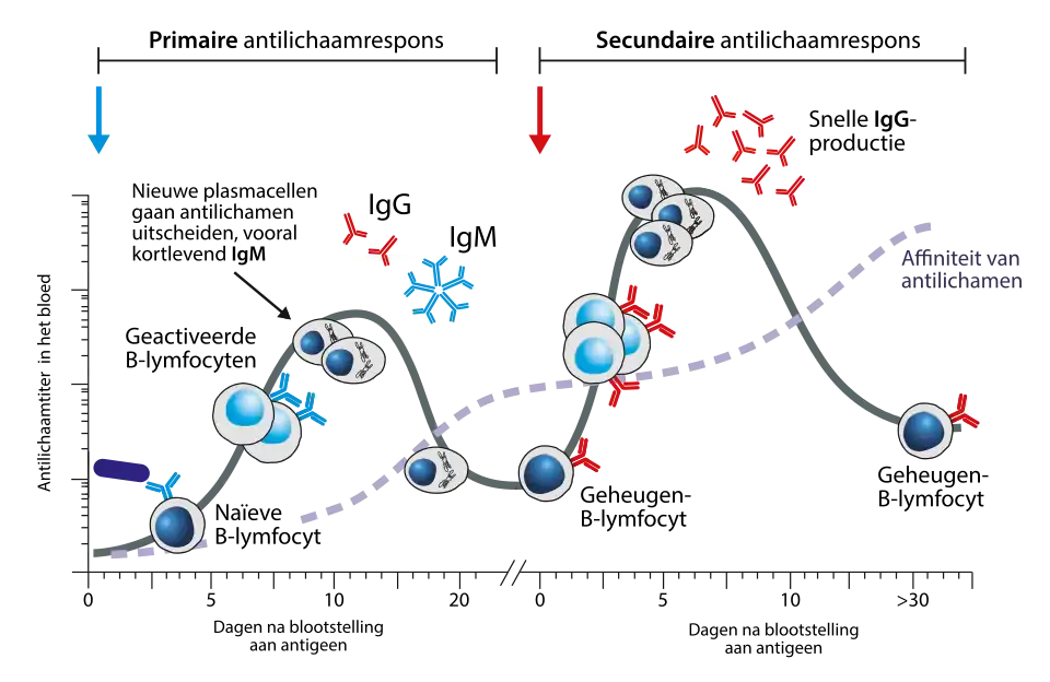 De primaire en secundaire antilichaamrespons in zoogdieren. Bij de primaire respons wordt eerst IgM gevormd (en na isotype switching ook IgG). Bij een tweede blootstelling aan hetzelfde antigeen, vindt een snelle IgG-productie plaats vanuit B-geheugencellen.
