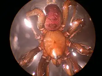 Antrodiaetus pacificus