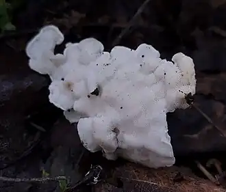 Weerschijnzwamdwergelfenbankje