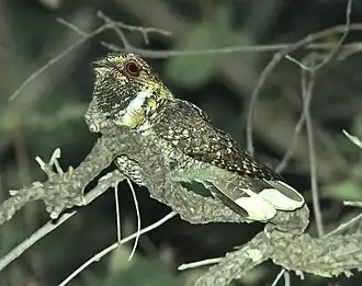 Mexicaanse whippoorwill