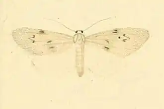 Apaidia rufeola