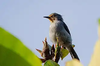 Bamenda-apalis