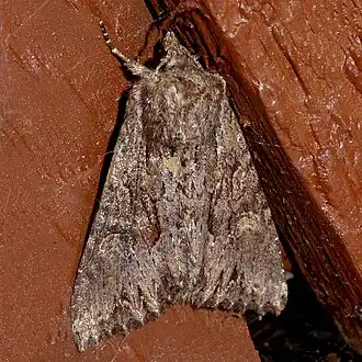 Apamea antennata