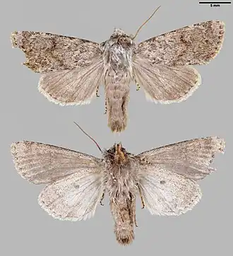 Apamea exulis