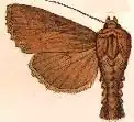 Apamea genialis