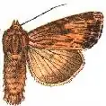Apamea lignicolora